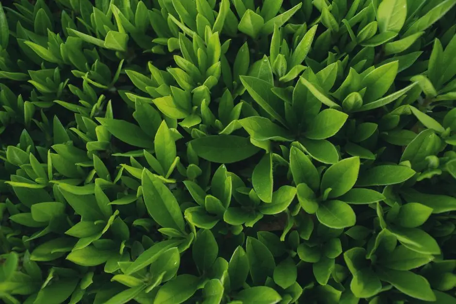 Greens & Outdoors at HERO DMIC, DMIC Integrated Industrial Township, Greater Noida